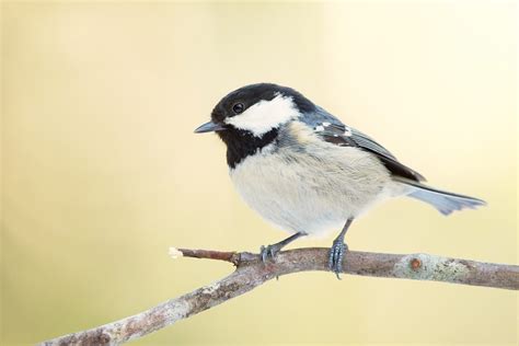 Coal Tit Bird Facts 